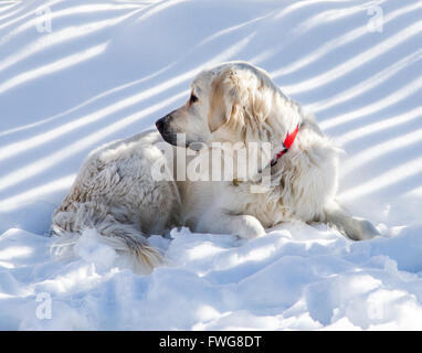 Platinum colored Golden Retriever dog in snow. Stock Photo