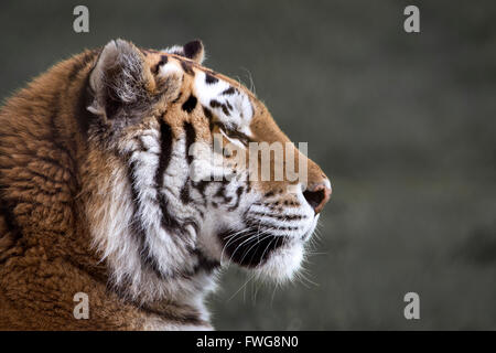 Female Amur (Siberian) tiger (profile) Stock Photo