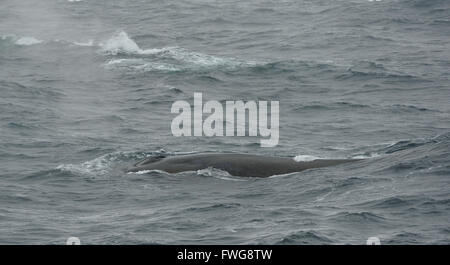 A blue whale (Balaenoptera musculus} surfaces to breathe. Off South Sandwich Islands. South Atlantic Ocean. Stock Photo