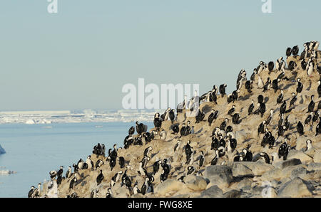 A nesting colony of Antarctic Shag (Phalacrocorax bransfieldensis) on a cliff. Paulet Island, Antarctic Peninsula. Antarctica Stock Photo