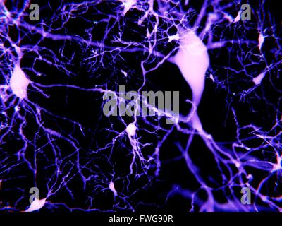 Pyramidal neurons. Illustration of pyramidal nerve cells from the ...