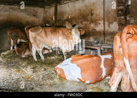 A group of cows in a barn. Stock Photo