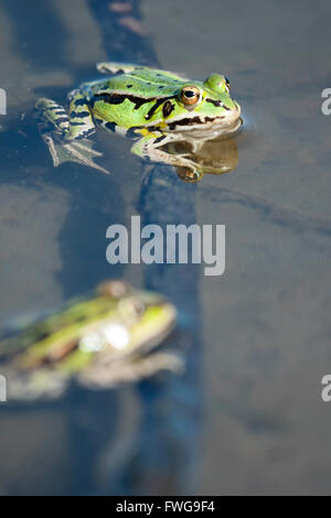 Two green frogs in the shallow water of lake.