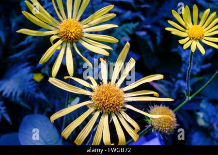 Typical Tuscany flowers near the Chianti area, Italy Stock Photo