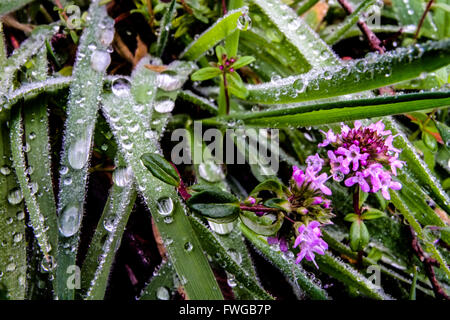 Typical Tuscany flowers near the Chianti area, Italy Stock Photo