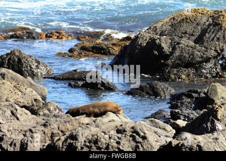 Sleeping  Fur Seal