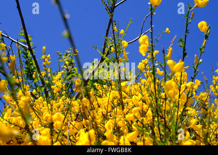 Typical Tuscany flowers near the Chianti area, Italy Stock Photo