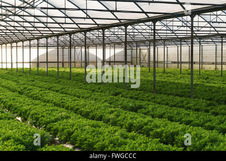 Grow salad in greenhouse pure eco frendly agriculture Stock Photo