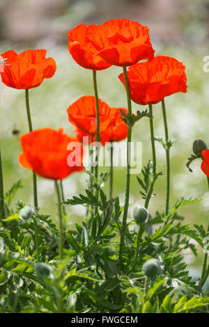 Red poppy closeup in a garden Stock Photo