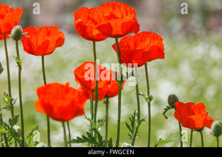 Red poppy closeup in a garden Stock Photo