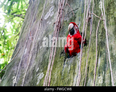 Beautiful Parrot sitting in a hole in the tree, watching Stock Photo