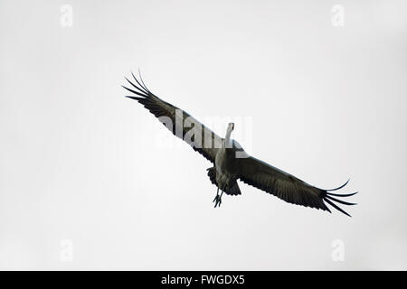 Common or Eurasian Crane (Grus grus). Approaching a landing area. Stock Photo