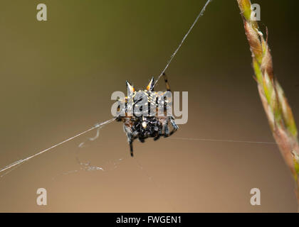 Underside of an Australian Jewel Spider (Austracantha minax), Western Australia, Australia Stock Photo