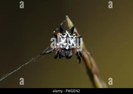 Australian Jewel Spider (Austracantha minax), Western Australia, Australia Stock Photo