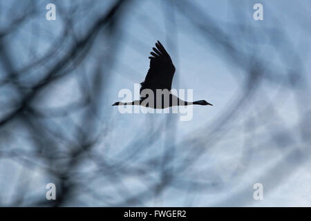 Common or Eurasian Crane (Grus grus). Sustained flight, taken through branches as bird flies over carr woodland. Stock Photo