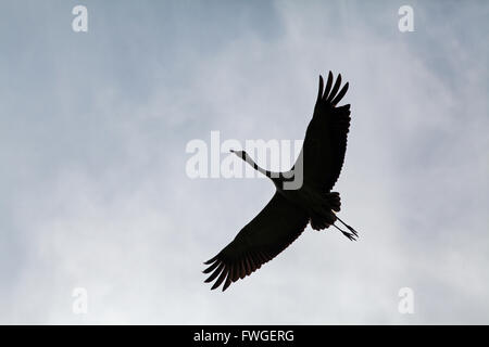 Common or Eurasian Crane (Grus grus). Sustained flight, as bird flies over woodland alongside Calthorpe Broad. Norfolk. Stock Photo