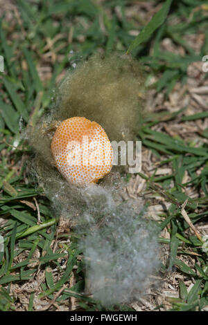 Spider Egg Sac, New South Wales, Australia Stock Photo