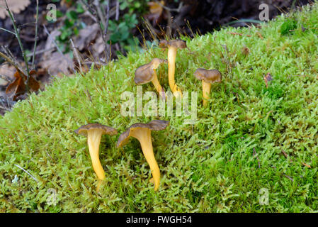Funnel Chanterelle Mushroms or Fungus Craterellus tubaeformis Growing on Moss-Covered Forest Floor Stock Photo