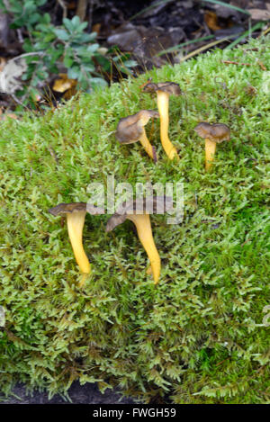 Funnel Chanterelle Mushroms or Fungus Craterellus tubaeformis Growing on Moss-Covered Forest Floor Stock Photo