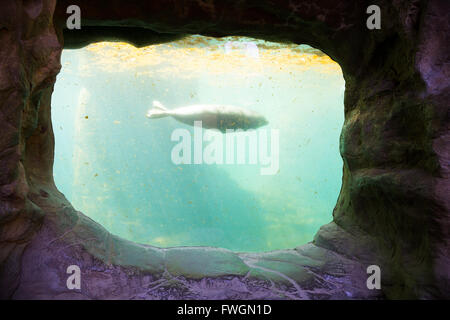 A seal swims by the glass of this aquarium tank at a zoo, calm and peaceful in the dirty tank of water. Stock Photo