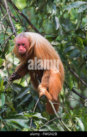 Red bald-headed Uakari monkey also known as British Monkey (Cacajao calvus rubicundus), Amazon state, Brazil, South America Stock Photo