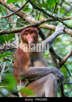 Adult proboscis monkey (Nasalis larvatus) foraging in Bako National Park, Sarawak, Borneo, Malaysia, Southeast Asia, Asia Stock Photo