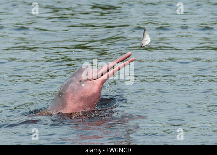 Hunting Amazon River dolphin (pink Amazon dolphin) (Inia geoffrensis), Rio Negro, Manaus, Amazon State, Brazil, South America