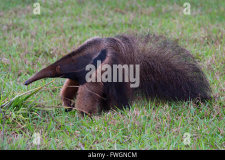 Giant anteater (Myrmecophaga tridactyla), Mato Grosso, Brazil, South America