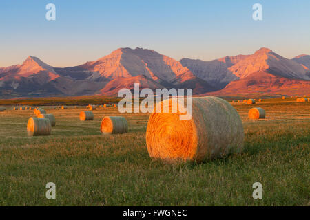 Hay bales in a field with the Rocky Mountains in the background, near Twin Butte, Alberta, Canada, North America Stock Photo