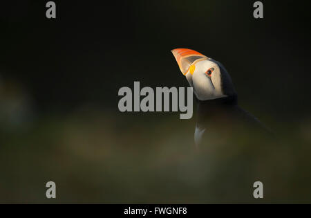 Atlantic Puffin, (Fratercula arctica), Skomer Island, Wales, United Kingdom, Europe Stock Photo