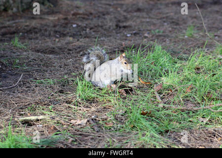 A squirrel nibbling on some food in Peckham Rye Park Stock Photo