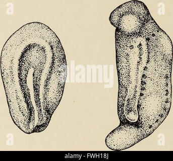 The biology of the amphibia (1931) Stock Photo