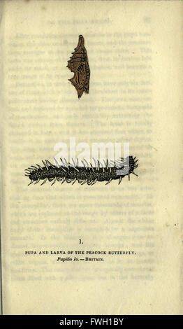 The book of butterflies, sphinxes and moths (Plate I) Stock Photo