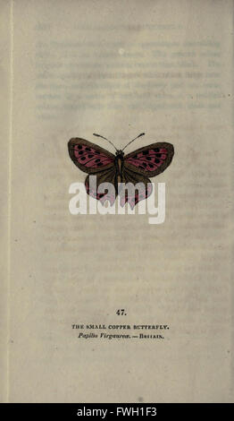 The book of butterflies, sphinxes and moths (Plate XLVII) Stock Photo