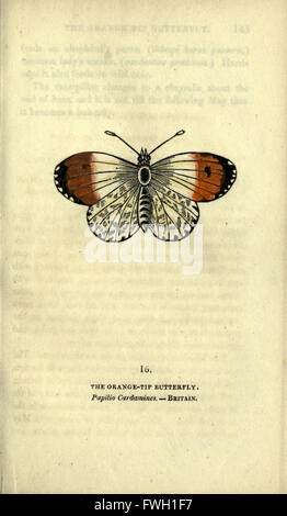 The book of butterflies, sphinxes and moths (Plate XVI) Stock Photo