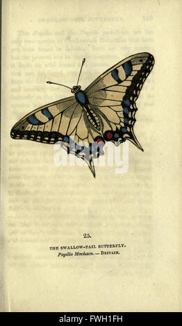 The book of butterflies, sphinxes and moths (Plate XXV) Stock Photo