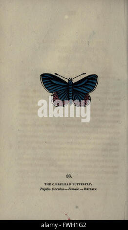 The book of butterflies, sphinxes and moths (Plate XXXVIII) Stock Photo