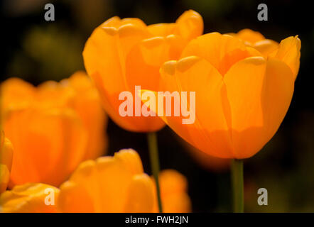 Pashley Manor tulip festival in Ticehurst Stock Photo