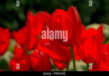 Pashley Manor tulip festival in Ticehurst Stock Photo