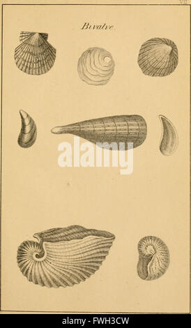 A comprehensive 1858 text on conchology, detailing molluscan ...