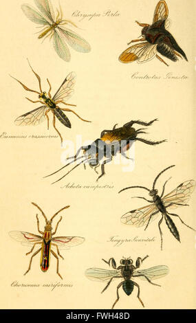 The entomologist's text book - an introduction to the natural history, structure, physiology and classification of insects, including the Crustacea and Arachnida (1838)