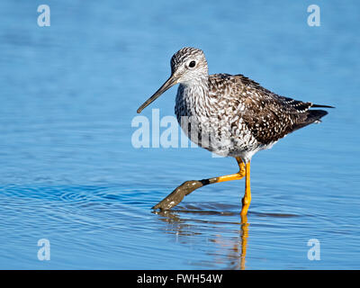 Greater Yellowlegs walking in marsh Stock Photo