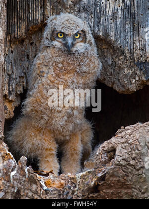 Great Horned Owlet Standing in Nest Stock Photo