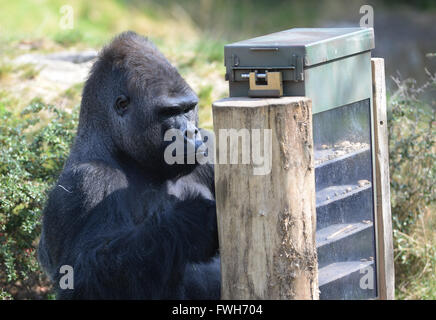 Berlin, Germany. 05th Apr, 2016. Male gorilla Ivo uses a twig to get a snack as he sits in front of a food dispenser at the zoo in Berlin, Germany, 05 April 2016. Photo: PAUL ZINKEN/dpa/Alamy Live News Stock Photo