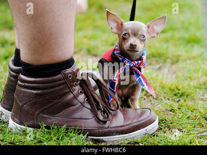 Brighton UK 12th June 2016 - Coast a tiny Chihuahua wearing a Royal collar takes part in the annual Bark in the Park Dog Show held in Queens Park Brighton and which has become one of the most popular community events in the city  Credit:  Simon Dack/Alamy Live News Stock Photo