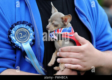 Brighton UK 12th June 2016 - Coast a tiny Chihuahua wearing a Royal collar takes part in the annual Bark in the Park Dog Show held in Queens Park Brighton and which has become one of the most popular community events in the city  Credit:  Simon Dack/Alamy Live News Stock Photo