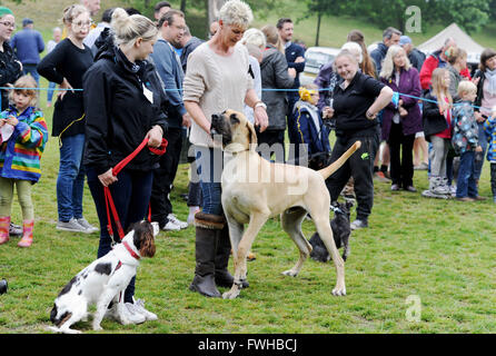 Brighton UK 12th June 2016 -  Dogs of all sizes at the annual Bark in the Park Dog Show held in Queens Park Brighton and which has become one of the most popular community events in the city  Credit:  Simon Dack/Alamy Live News Stock Photo