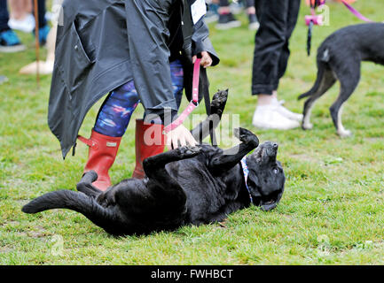 Brighton UK 12th June 2016 - This entrant rolls over to play at the annual Bark in the Park Dog Show held in Queens Park Brighton and which has become one of the most popular community events in the city  Credit:  Simon Dack/Alamy Live News Stock Photo