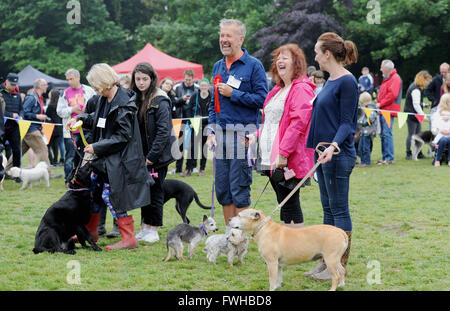 Brighton UK 12th June 2016 -  Entrants in the veteran class at the annual Bark in the Park Dog Show held in Queens Park Brighton and which has become one of the most popular community events in the city  Credit:  Simon Dack/Alamy Live News Stock Photo