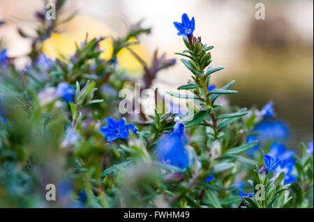 Lithodora diffusa Heavenly Blue. Stock Photo